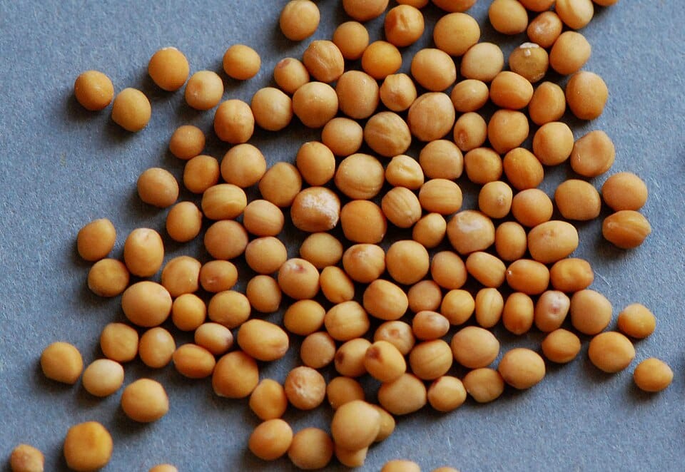 mustard seed