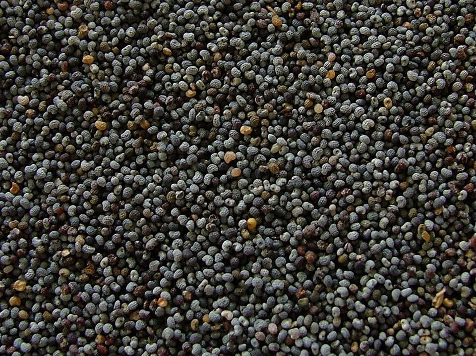 poppy seed