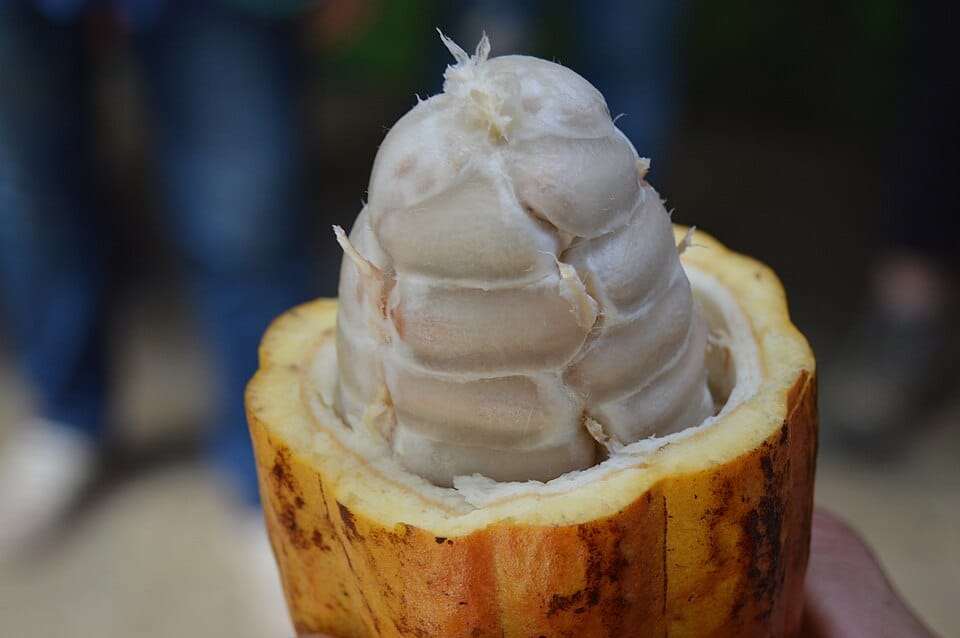 cocoa bean