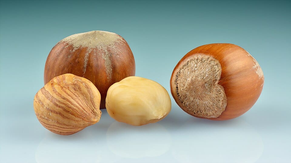 hazelnut