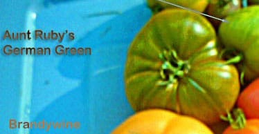 Aunt Ruby's German Green